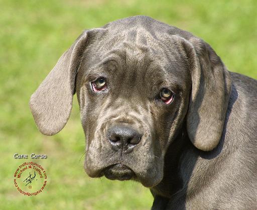 Cane Corso 8R062D-25.JPG